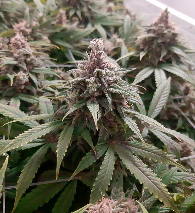 Подготовка к харвесту конопли Glue Sherbet