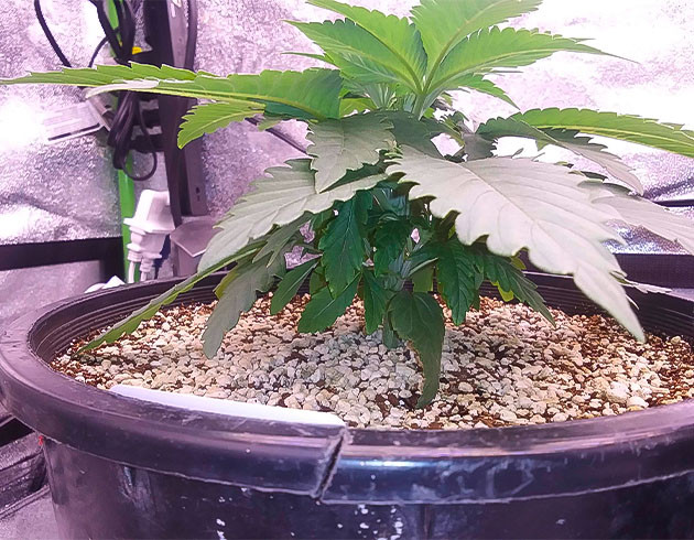 Полив и рост марихуаны Куст Ethos Cookies R2 от Ethos Genetics на 3-4 неделе