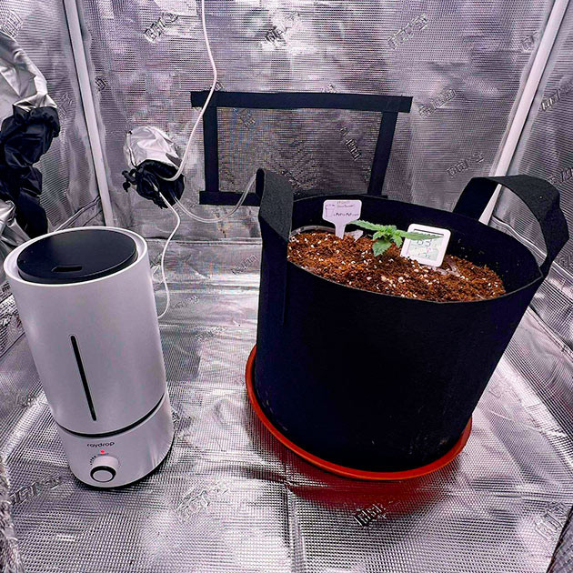 Пересадка и настройка полива для молодого автоцвета 1 неделя выращивания марихуаны