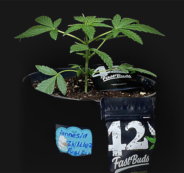 Превращение ростка Amnesia Zkittlez Auto в куст Открытая структура для лучшего освещения