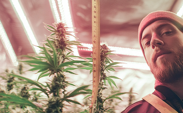 Регулировка освещения для конопли Оптимизация света для роста