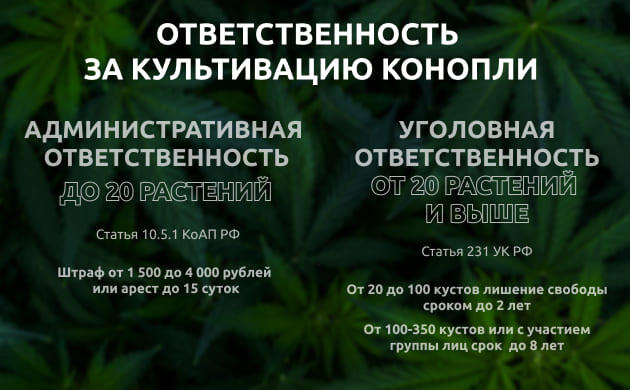 Ответственность за культивацию марихуаны Разное количество растений – разные правонарушения