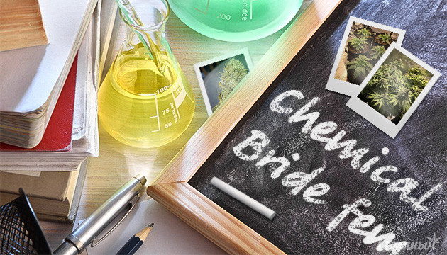 Выращивание сорта конопли Chemical Bride Гроурепорт сорта конопли Chemical Bride