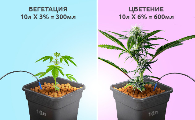 Правильный полив растений марихуаны Расчёт полива для конопли