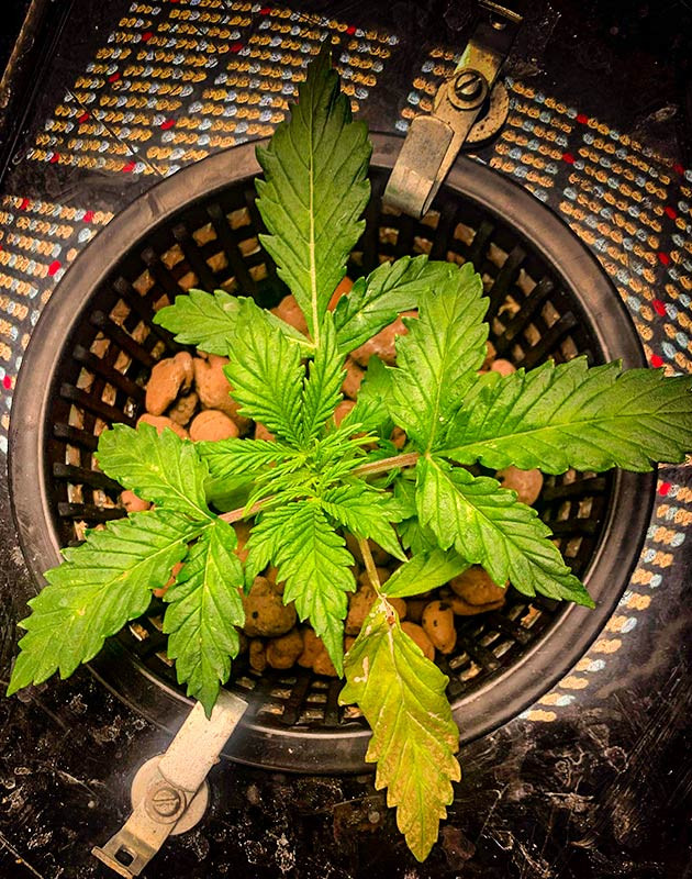 Auto Cinderella Jack дневник по выращиванию