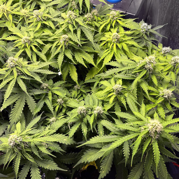 Цветение Gelato Auto