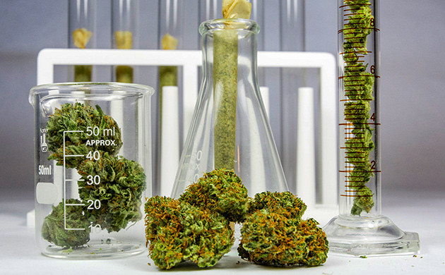 Влияние генов рудералиса на качество конопли