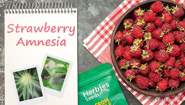 Выращивание сорта конопли Strawberry Amnesia в индоре Гроурепорт по выращиванию сорта Strawberry Amnesia