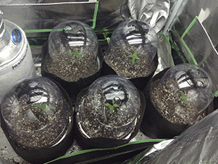 Пять ростков высотой 7,62 см