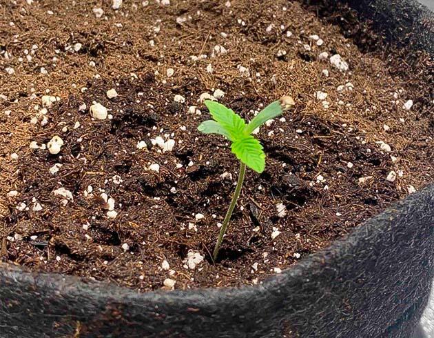 Развитие сеянца под LED-лампой Росток сорта конопли Blackberry Moonrocks