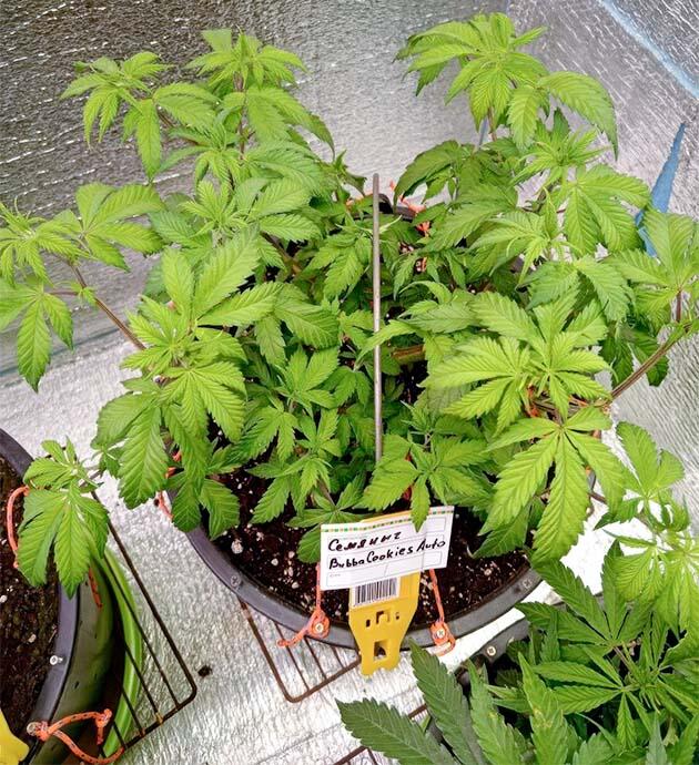 Формирование структуры куста конопли Каннабис после топпинга