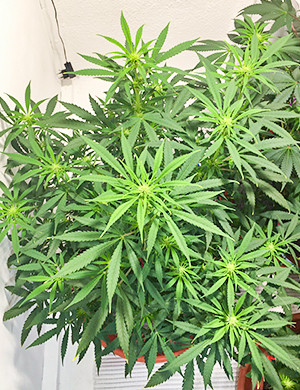 Формирование соцветий