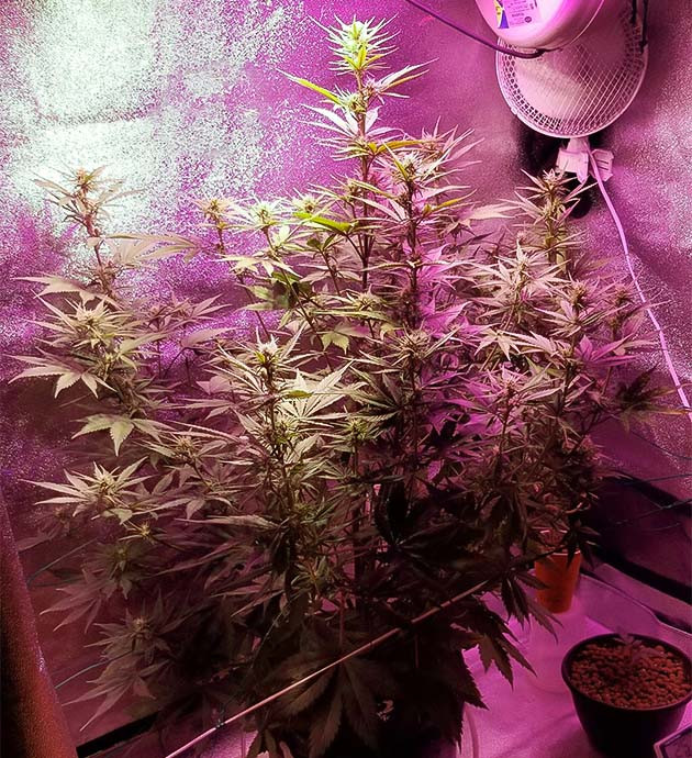 Стимуляция цветения сорта Purple Juice Auto Гидропонное выращивание сорта Purple Juice Auto