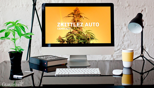 Выращивание сорта Zkittlez Auto