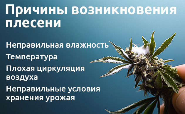 Почему плесень поражает коноплю Почему плесень поражает каннабис