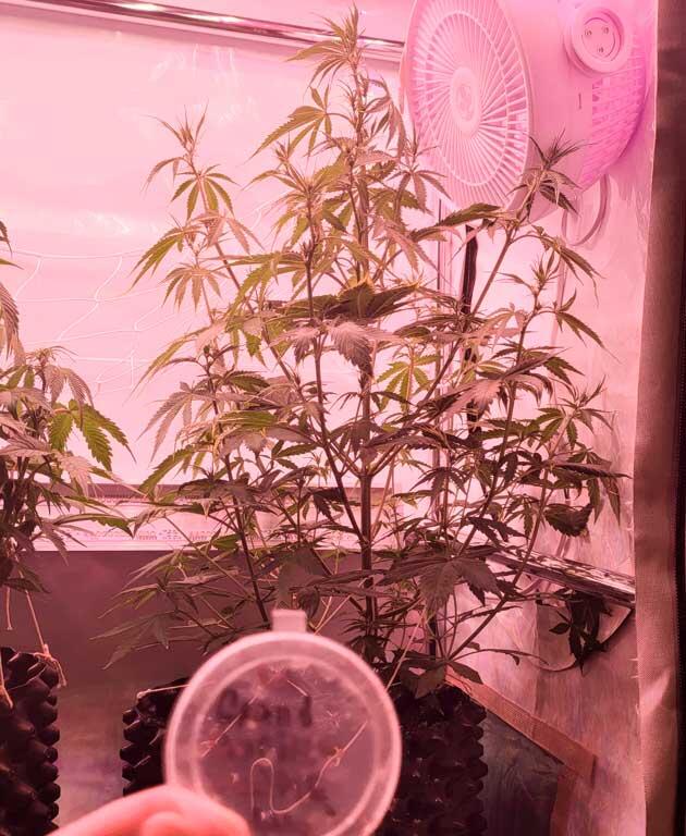 5 неделя роста Grand Gorilla Purple Auto от Семяныча