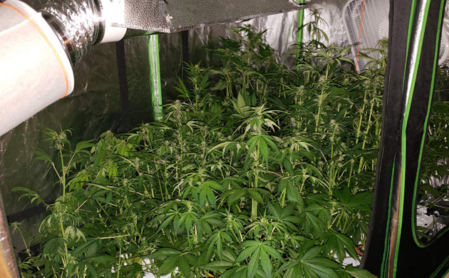 2 неделя цветения Цветение 14 кустов LSD