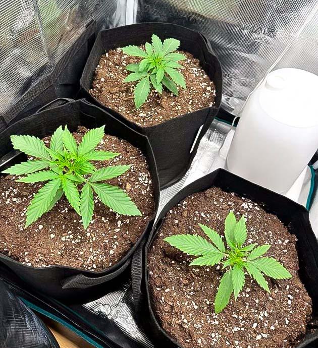 Конопля на 3 неделе роста Вегетация каннабиса