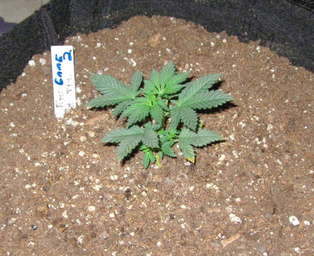 Удобрения для роста конопли End Game R2 ростом 8 см