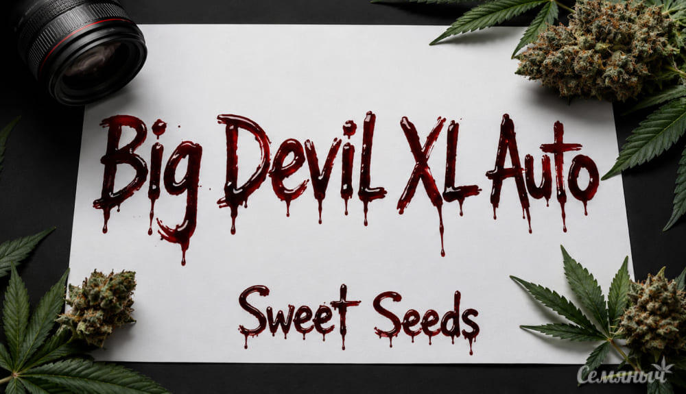 Гроурепорт сорта Big Devil XL Auto от сидбанка Sweet Seeds