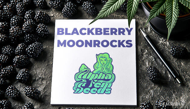 Гроурепорт сорта конопли Blackberry Moonrocks fem от AlphaFem Seeds