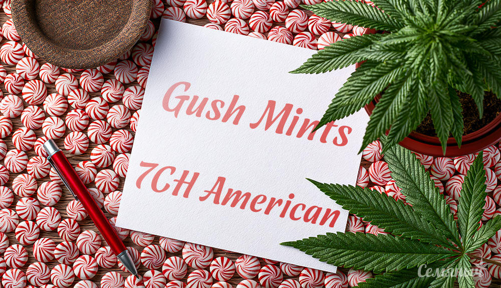 Гроурепорт сорта конопли Gush Mints от 7CH American