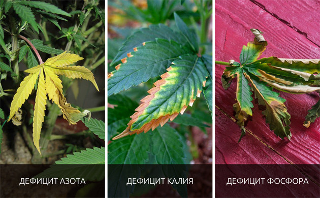 Листья конопли пожелтели