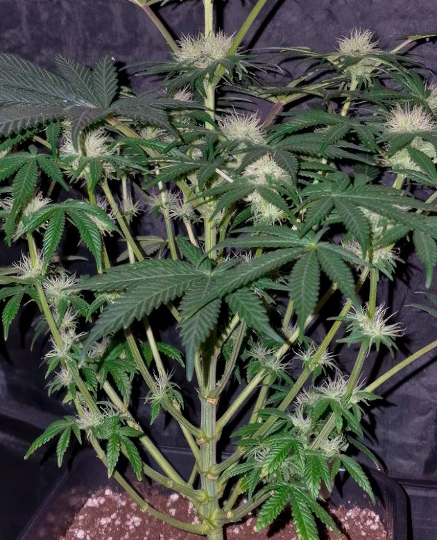 9 неделя роста конопли Марихуана ростом 46 см