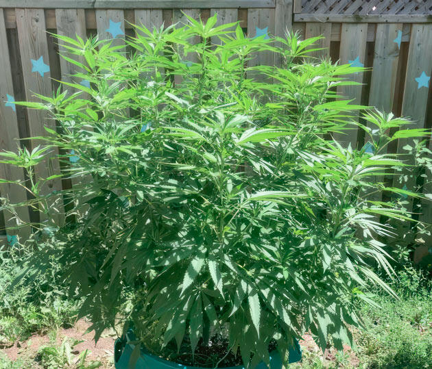 Куст ростом 92 сантиметра Jack Herer от Seedkeepers