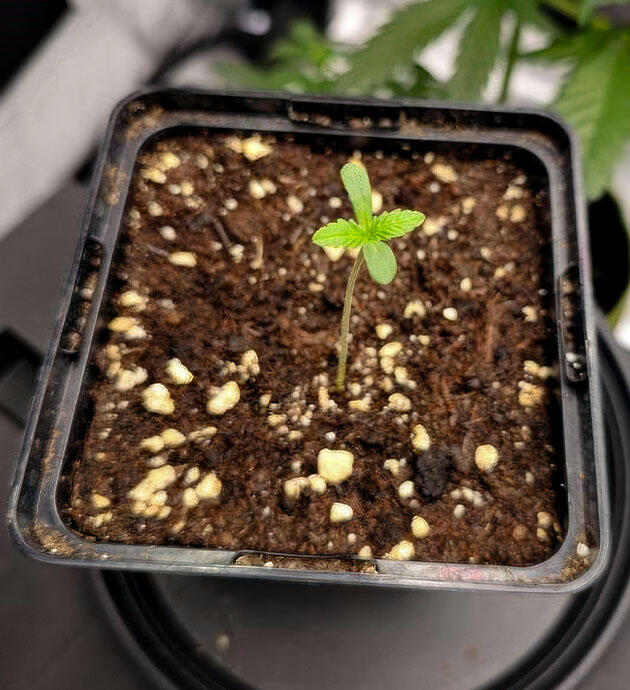 Проращивание сорта Super Silver Haze от GHS