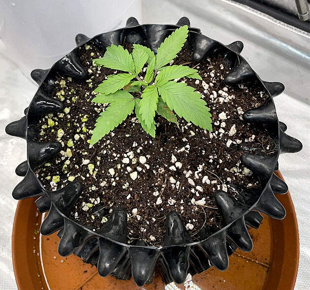 Питание и удобрения для конопли Растишка Blueberry OG на 2 неделе выращивания