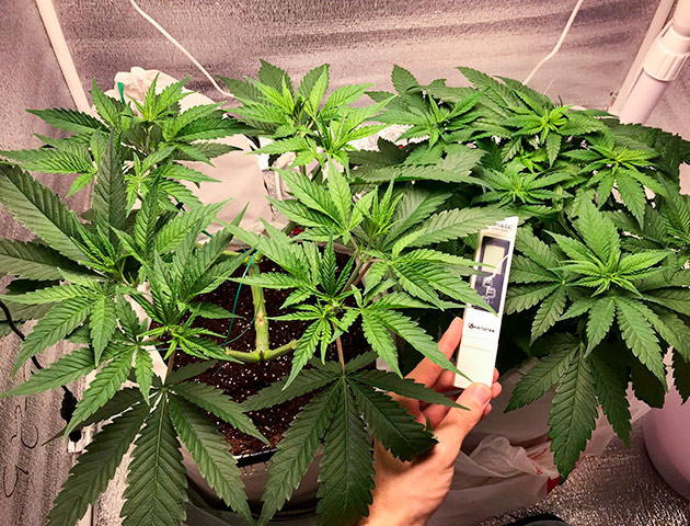 Подготовка куста LSD к цветению Тренировка растения LSD