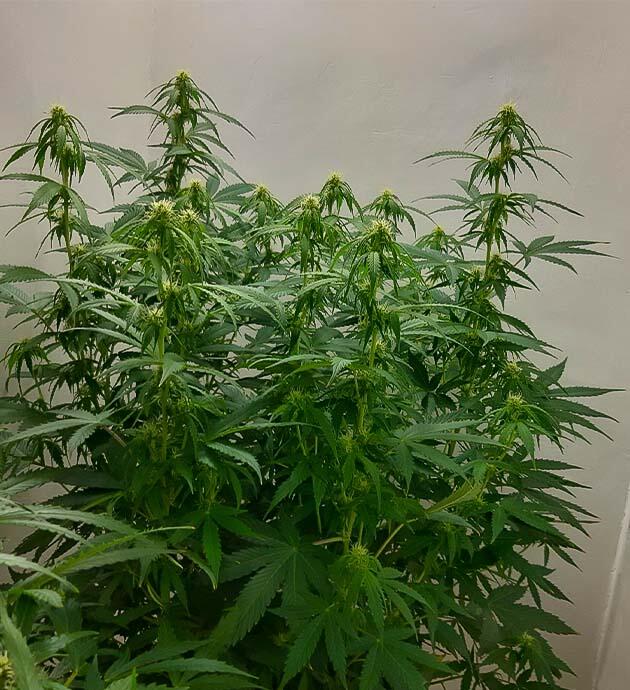 Куст Gorilla Cookies Auto от FastBuds на 10 неделе