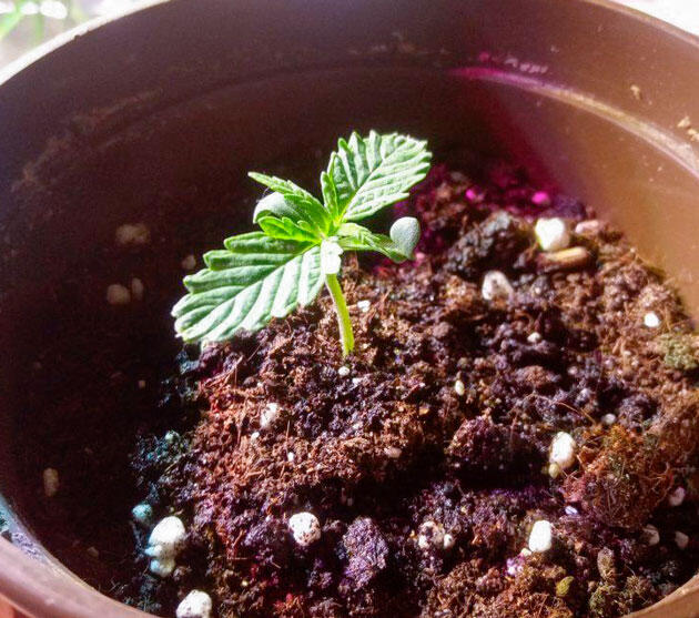 Полив и стимулятор корнеобразования Росток Cream Caramel CBD от Sweet Seeds