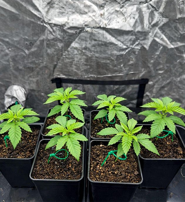Синхронный рост и укрепление стеблей Стабильное развитие конопли в гроубоксе