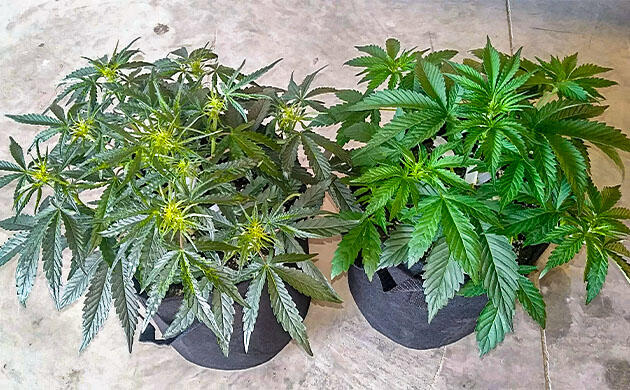 LST и дефолиация конопли Каннабис на 4 неделе роста