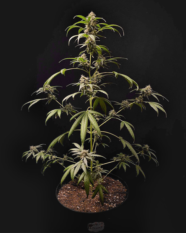 Здоровье растения Amnesia Zkittlez Auto на высоте Amnesia Zkittlez Auto: увеличение массы и объема соцветий