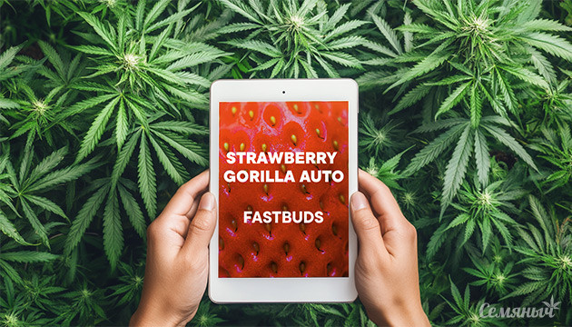 Выращивание сорта конопли Strawberry Gorilla Auto от сидбанка FastBuds Strawberry Gorilla Auto от сидбанка FastBuds
