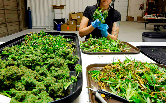 Обрезка листьев конопли