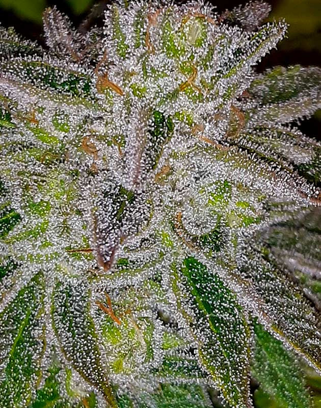 Появление янтарных трихом Куст Strawberry Amnesia от Herbies Seeds на 12 неделе