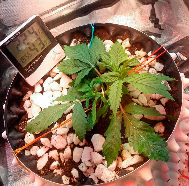 Начало LST-тренировки Растишка Cream Caramel CBD на стадии вегетации