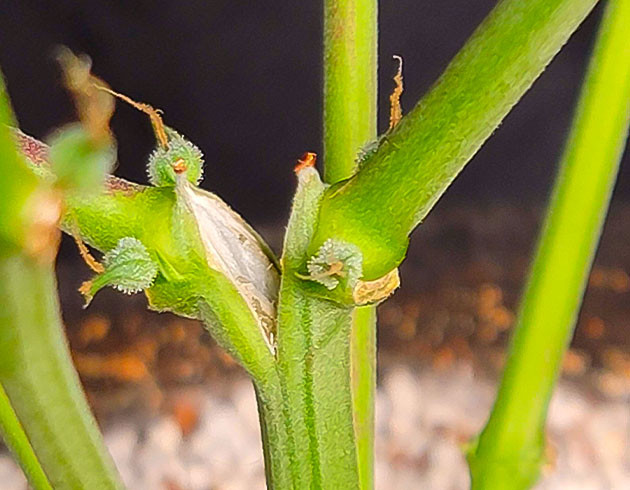 Трещина в центральном стебле Куст Sweet Zenzation XL Auto от Sweet Seeds на 7 неделе