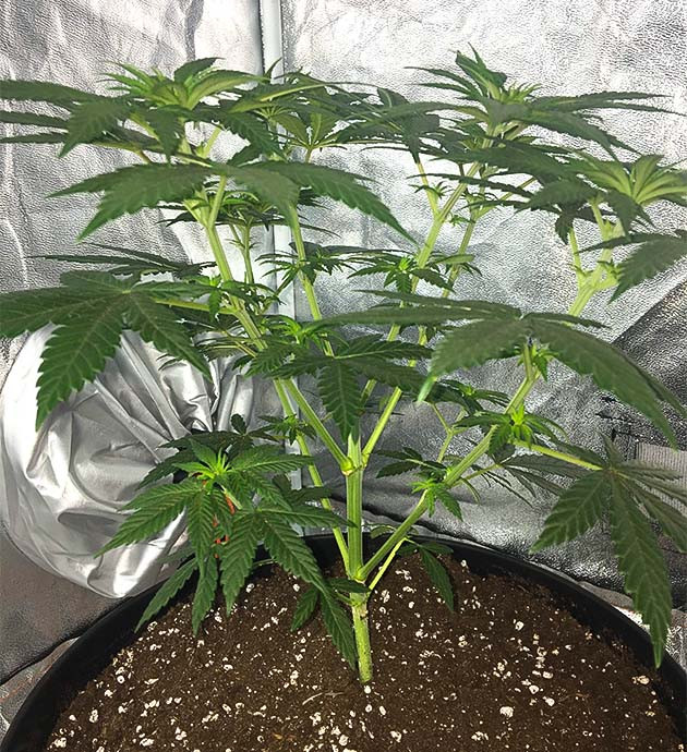 Стимуляция цветения куста Strawberry Amnesia Перевод на цветение куста Strawberry Amnesia