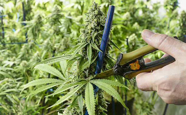 Дефолиация конопли Обрезка листьев конопли