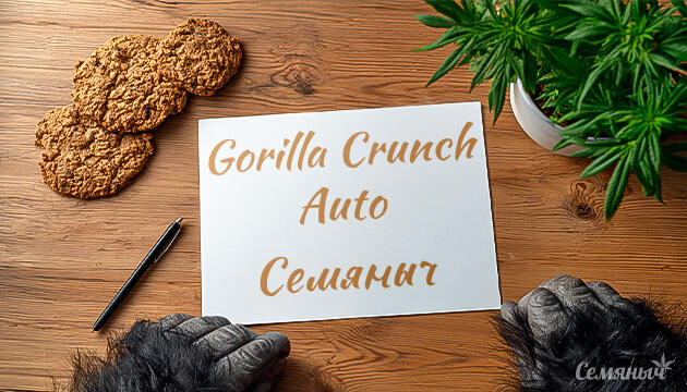 Гроурепорт сорта Gorilla Crunch Auto от Семяныча
