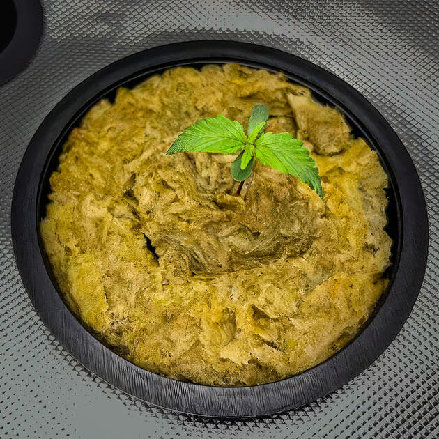 Умеренное питание TriPart и стабильный микроклимат Первая неделя веги каннабиса