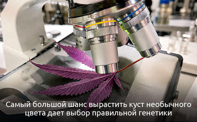 Генетика