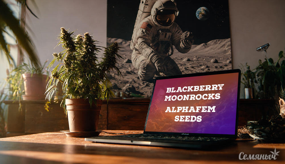 Гроурепорт сорта конопли Blackberry Moonrocks fem от AlphaFem Seeds