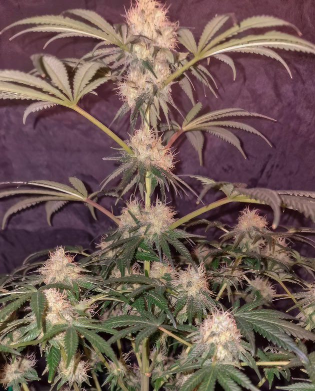 Появление трихом у марихуаны 13 неделя роста конопли