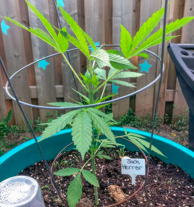 Полив с удобрениями и топпинг конопли Куст Jack Herer от Seedkeepers на стадии вегетации